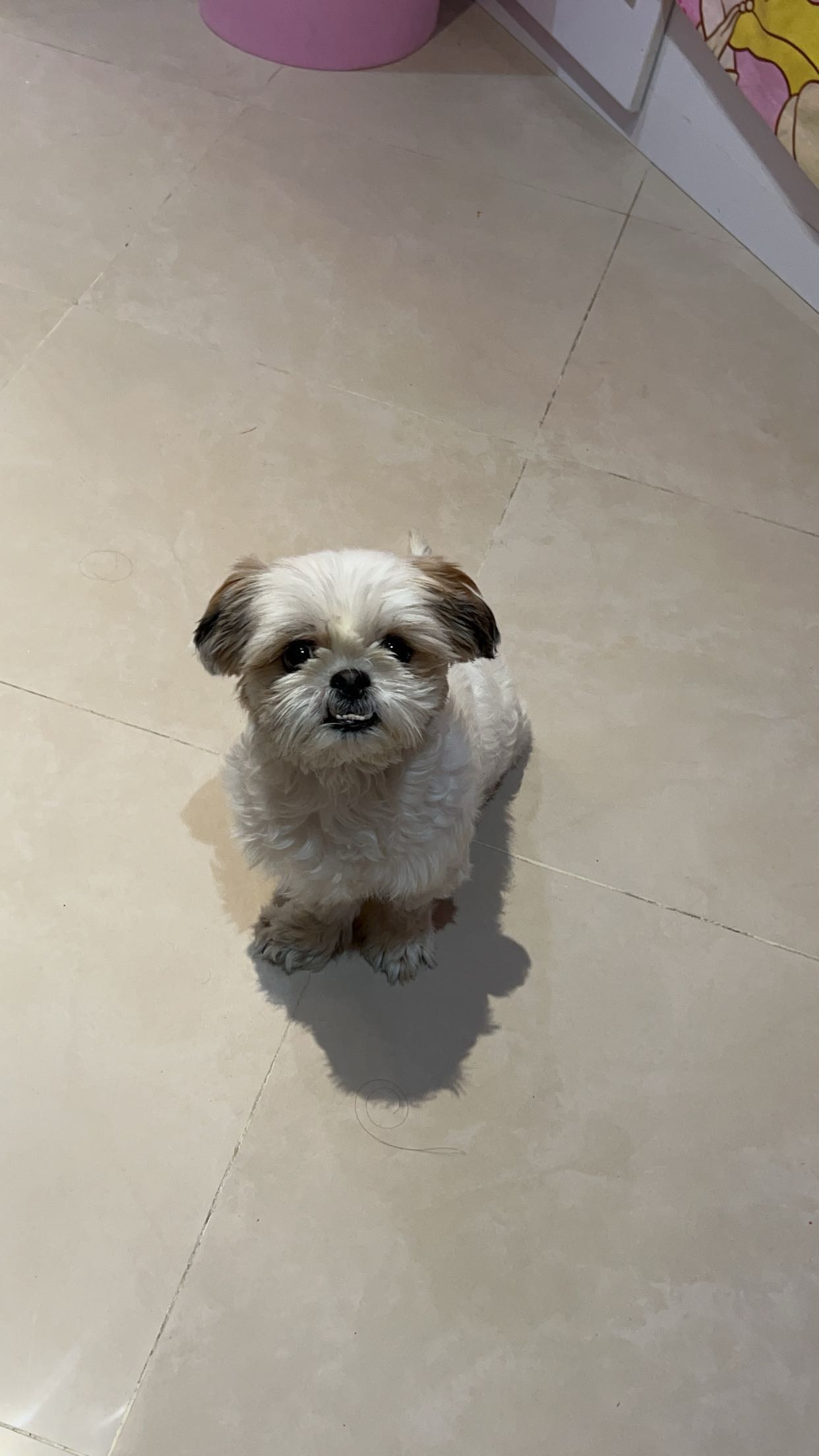 Bella