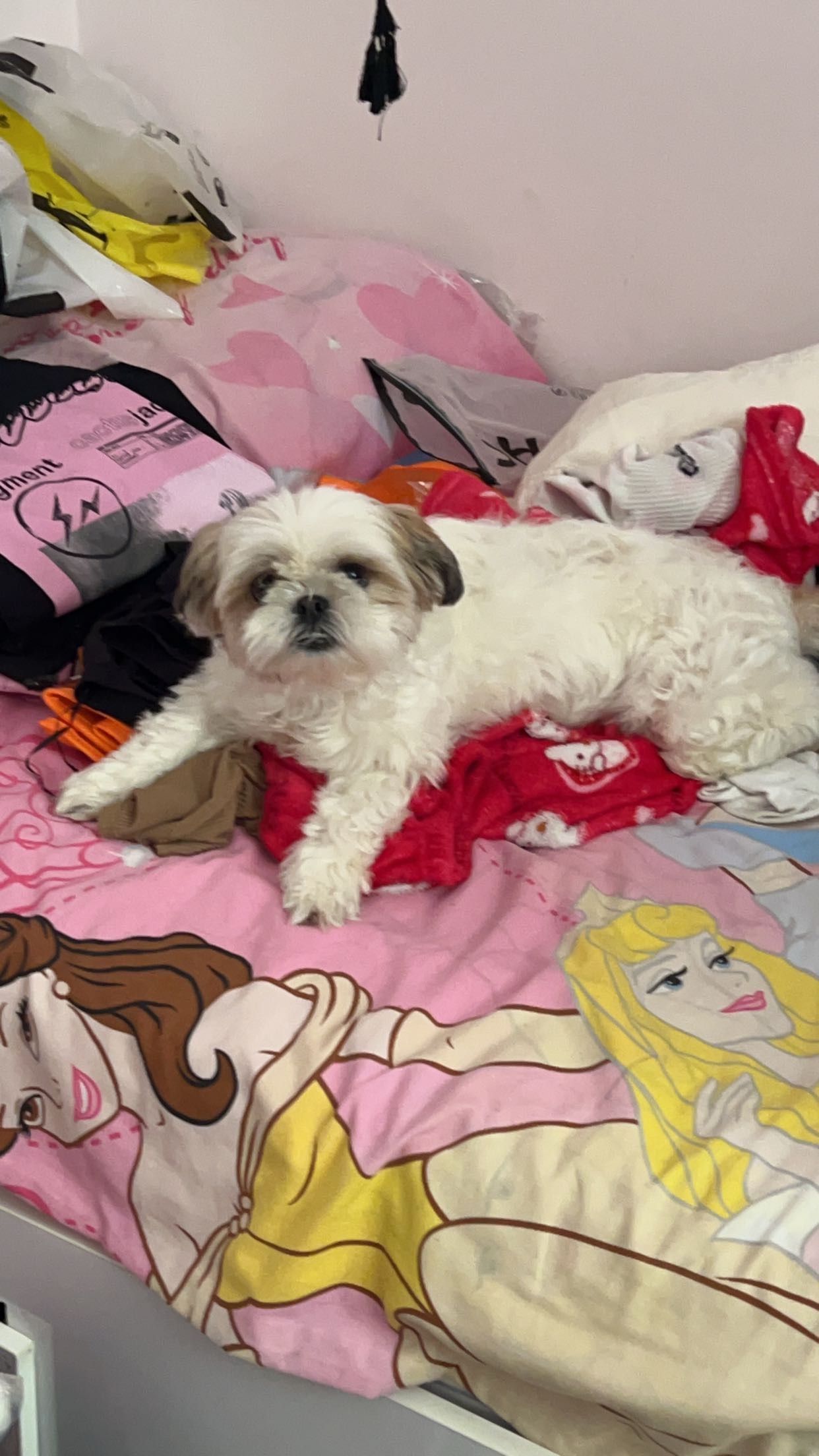 Bella relaxing on the bed